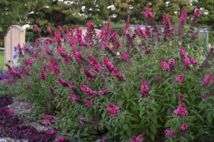 Buddleia 'Prince Charming' 